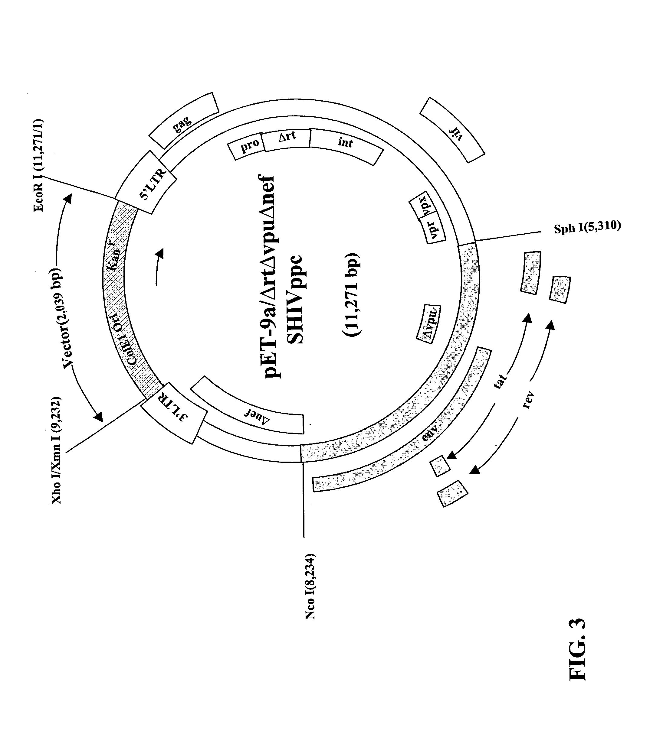 HIV vaccine and method of use