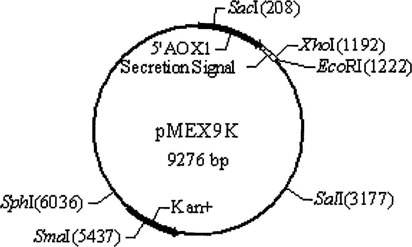 Bacillus anthracis gamma bacterial virus catenase expression method