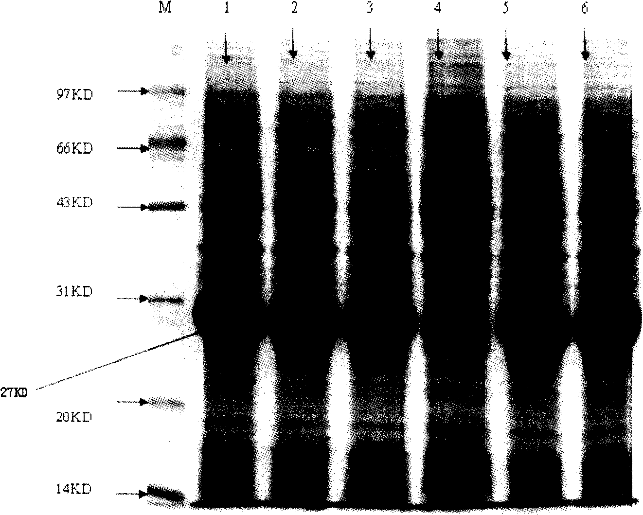 Bacillus anthracis gamma bacterial virus catenase expression method