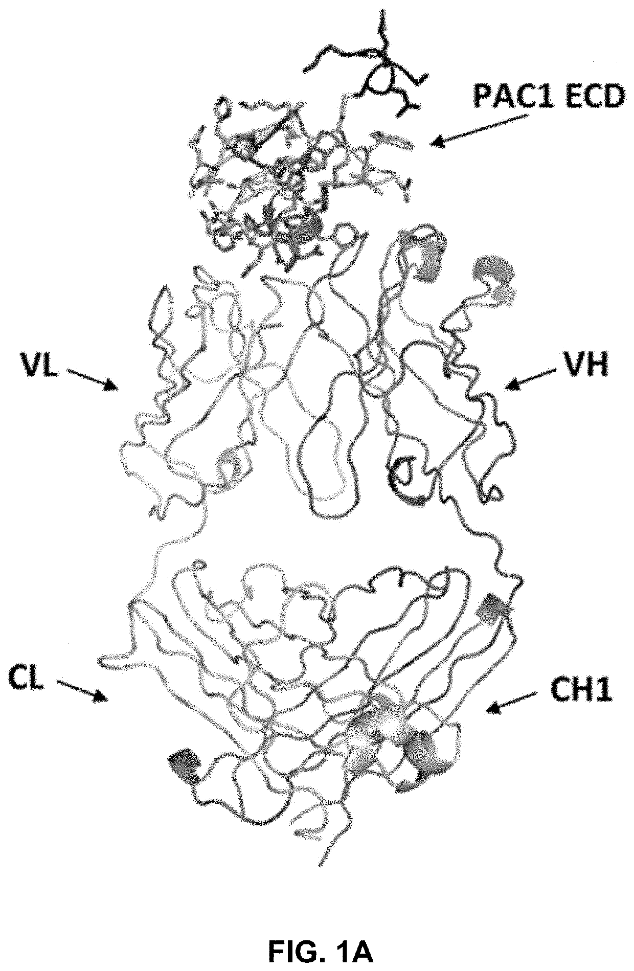 Pac1 antibodies and uses thereof