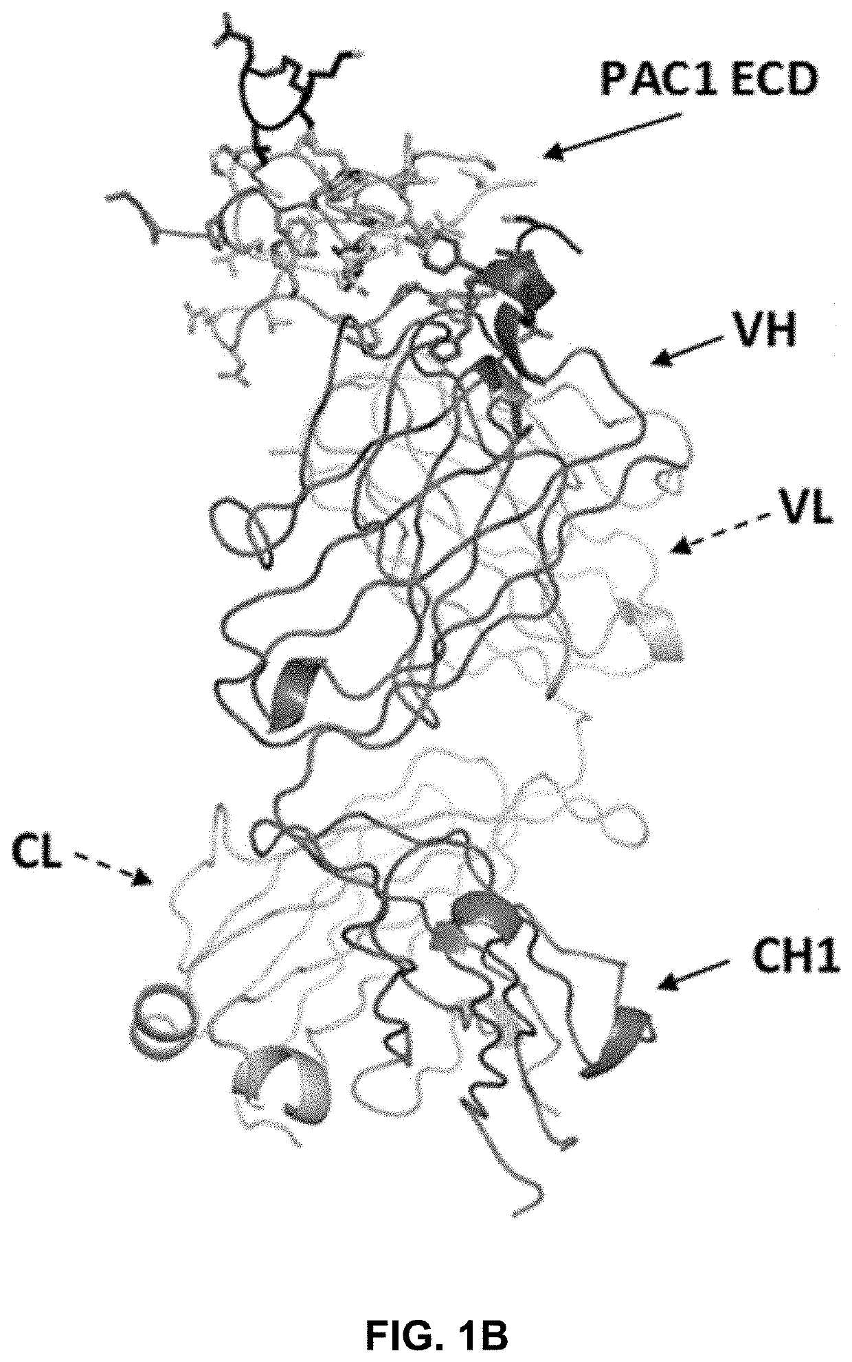 Pac1 antibodies and uses thereof