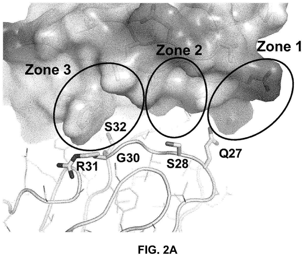 Pac1 antibodies and uses thereof