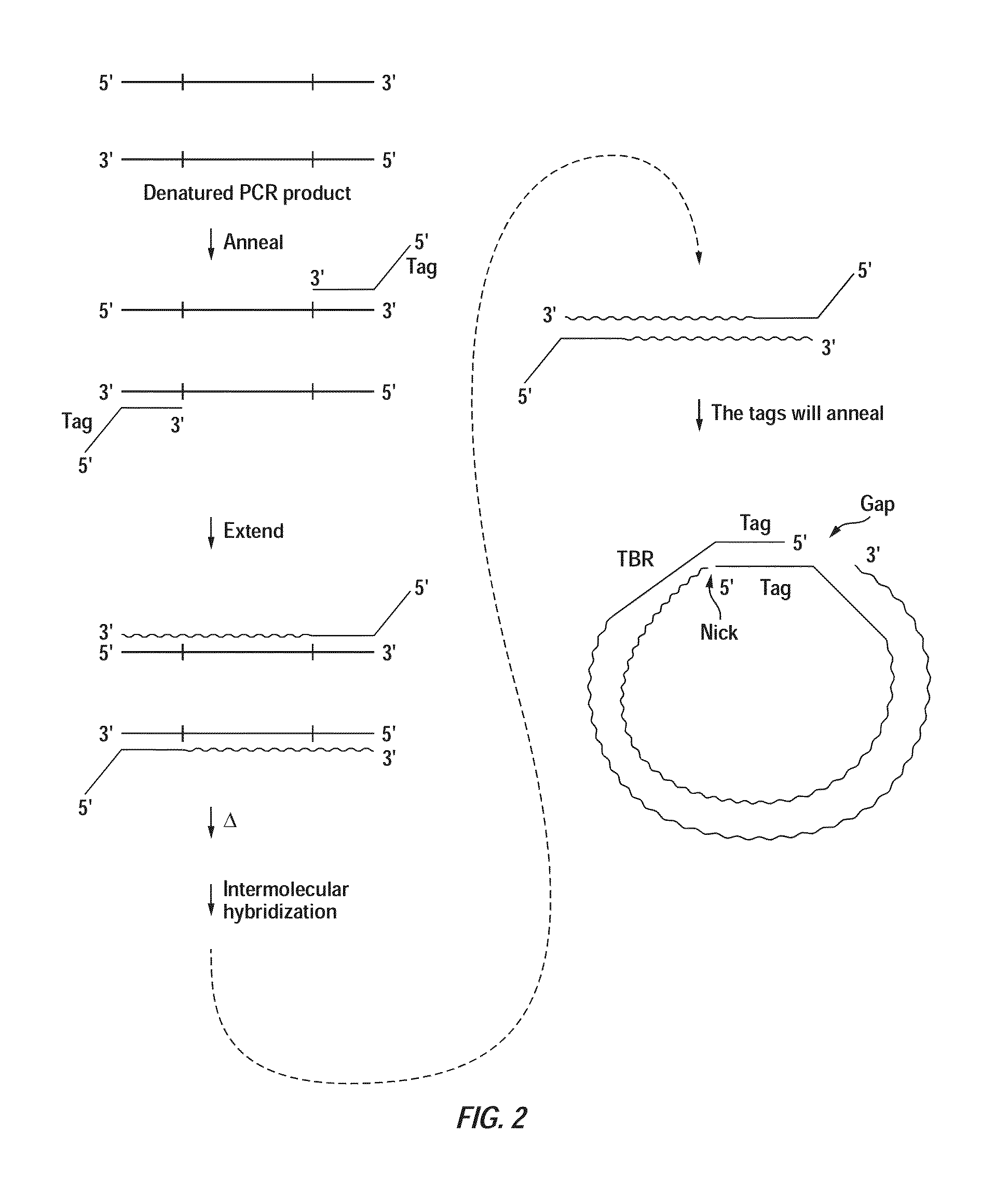 Closed nucleic acid structures