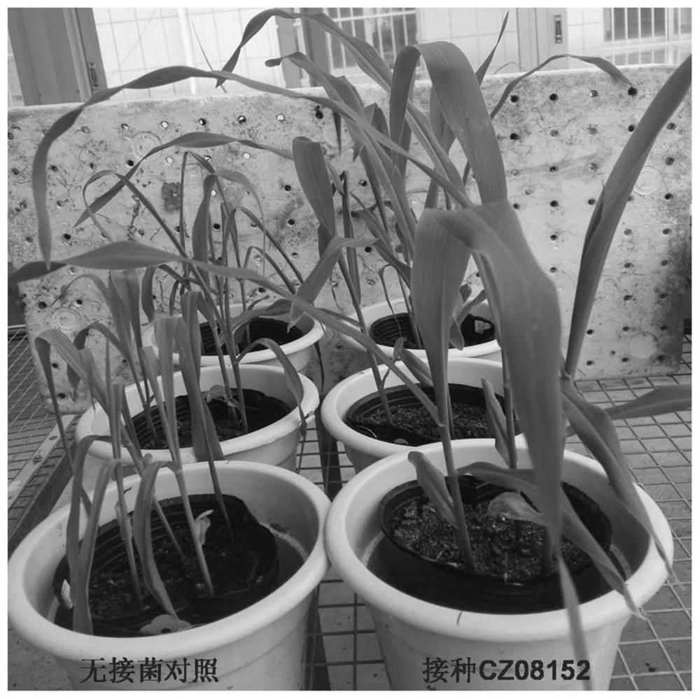 A sugarcane endophytic Burkholderia cz08152 and its application