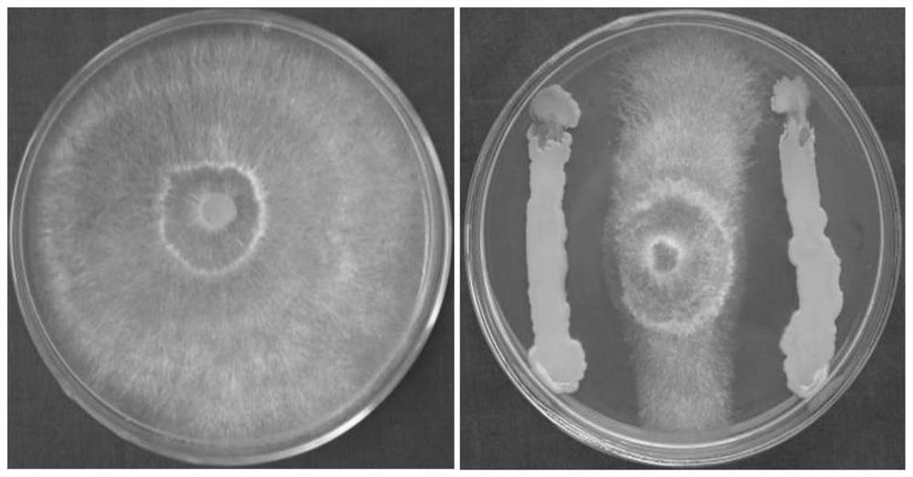 A sugarcane endophytic Burkholderia cz08152 and its application