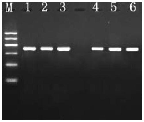 Rapid PCR amplification kit for yeast colonies and method for performing PCR amplification on yeast colonies by using kit