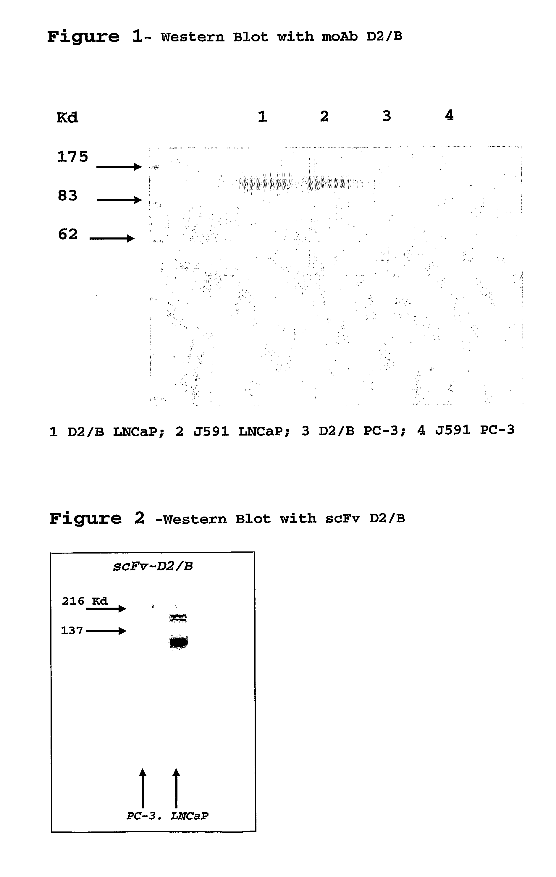 Isolated monoclonal antibody or fragment thereof binding prostate specific membrane antigen, conjugates and uses thereof