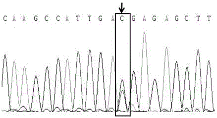 SNP marker related with low dissolved oxygen survivability of litopenaeus vannamei, screening and applications thereof