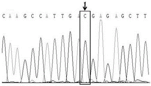 SNP marker related with low dissolved oxygen survivability of litopenaeus vannamei, screening and applications thereof