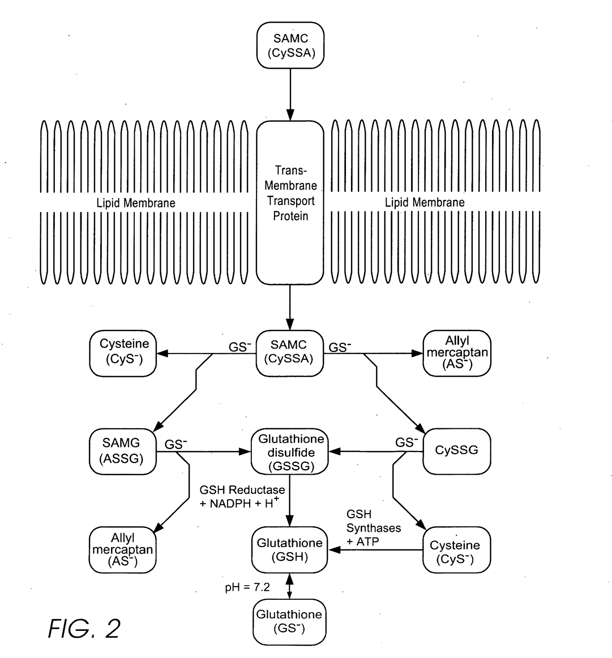 Personal care and medicinal products incorporating organosulfur groups