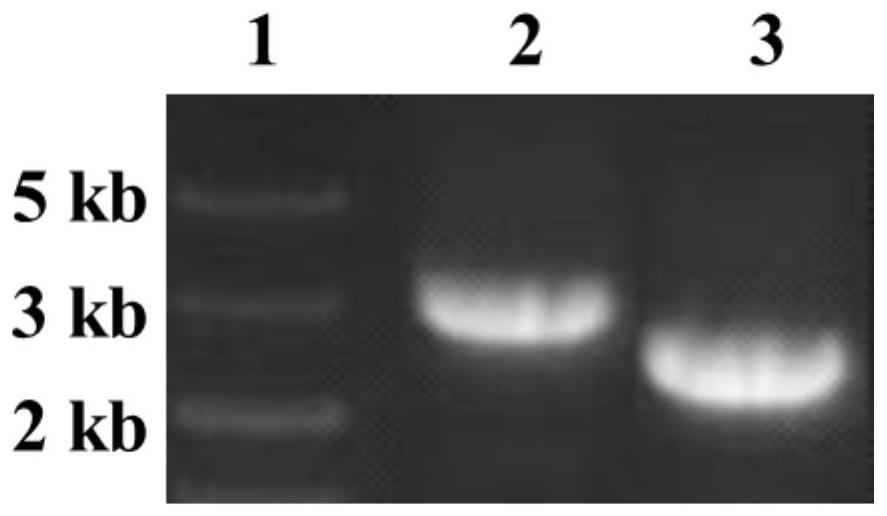 A kind of genetically engineered bacteria with high lipopeptide production and its application