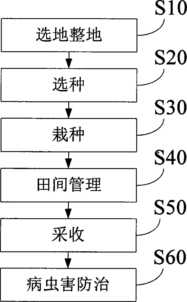 Planting method for Pinellia ternate