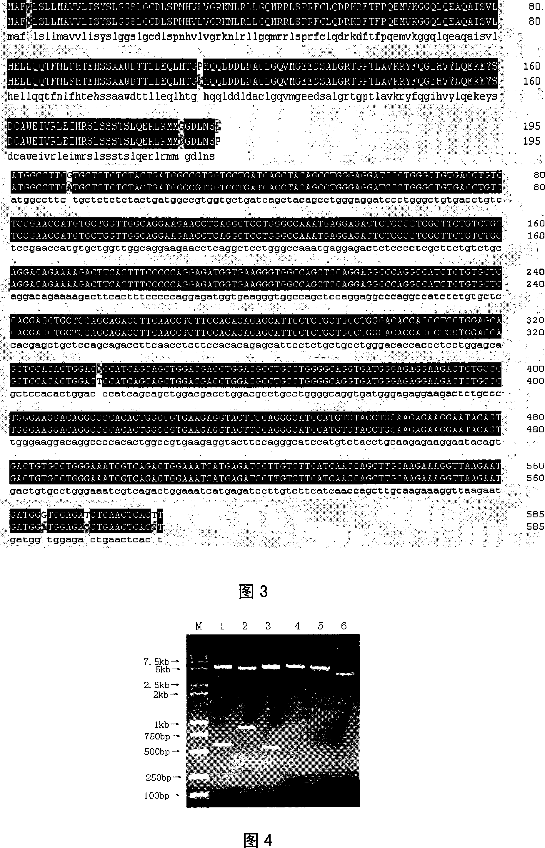 Method for improving the embryo transplantation pregnancy rate for cattle and sheep