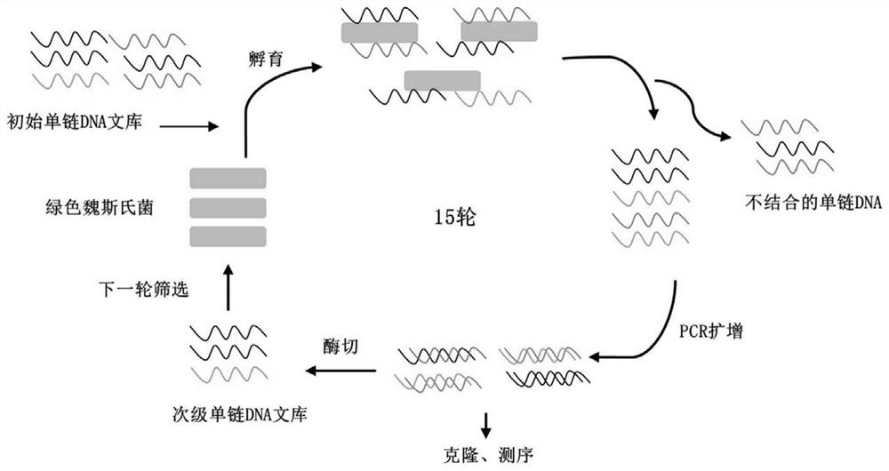 SsDNA aptamer capable of specifically recognizing Weissella viridescens as well as screening method and application of ssDNA aptamer