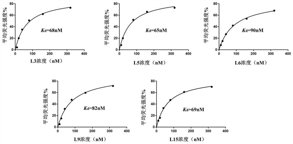 SsDNA aptamer capable of specifically recognizing Weissella viridescens as well as screening method and application of ssDNA aptamer