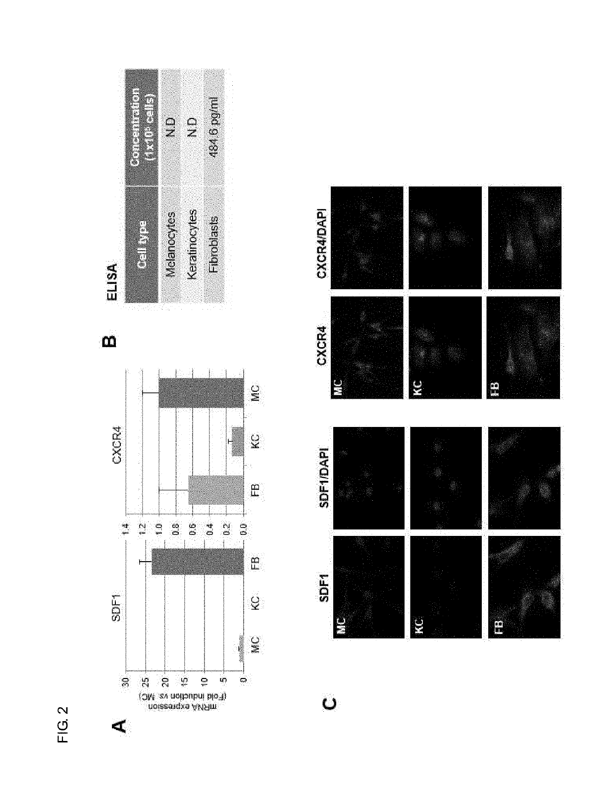 Composition for regulating cutaneous pigmentation or skin whitening comprising sdf1