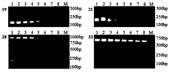 Li SSR marker primer pair developed based on transcriptome sequence and its application