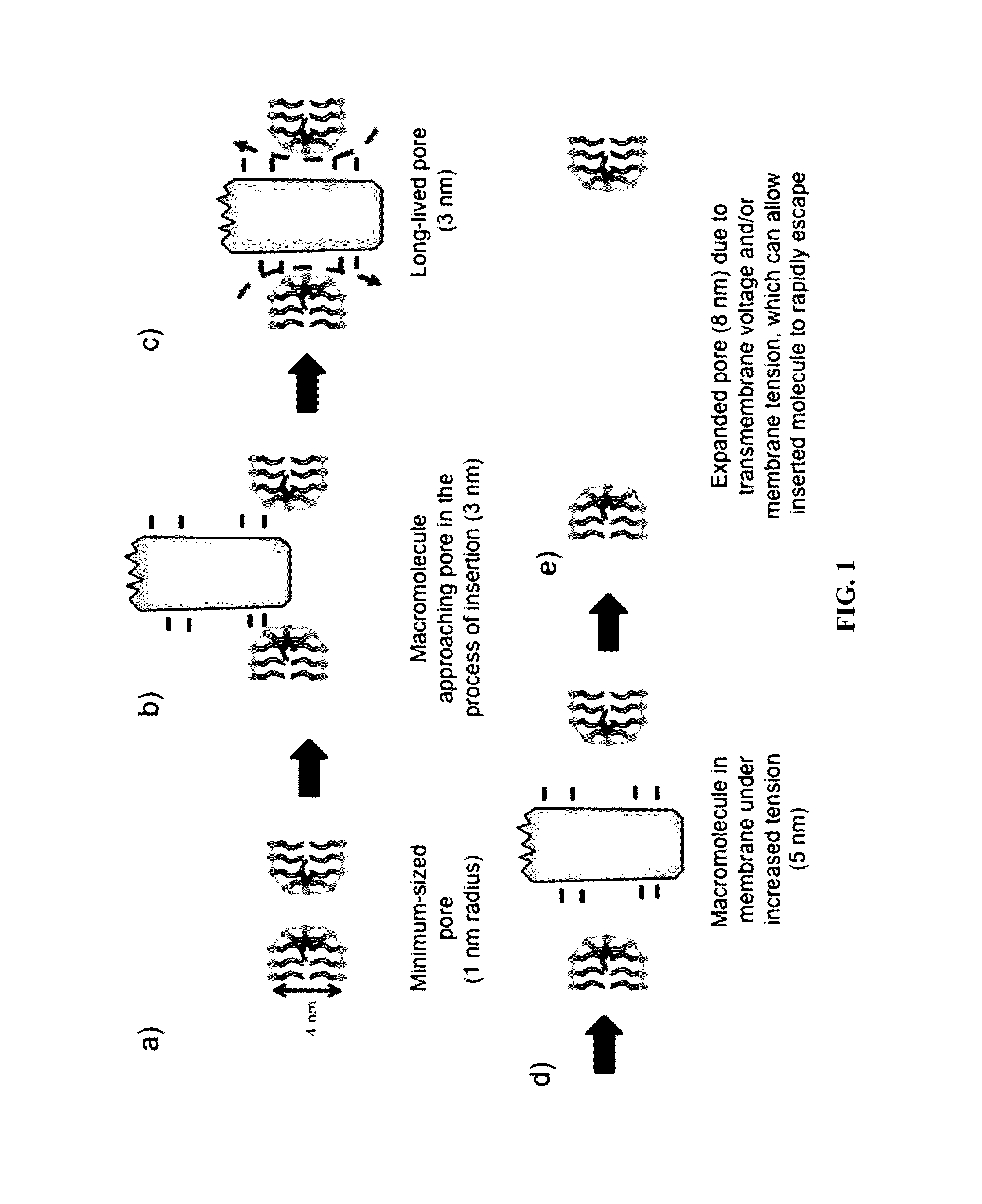 Methods for inducing electroporation and tissue ablation