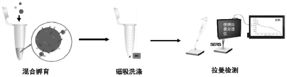 Detection method of new coronavirus SARS-CoV-2 antigen