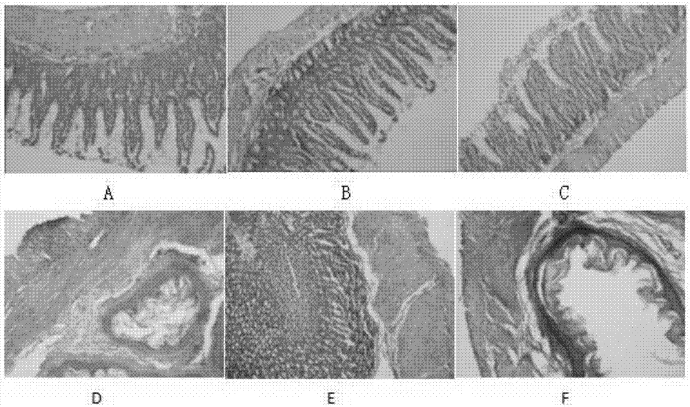 Veterinary-use radix daphniphylli calycini and red-knees herb granule and application thereof to chicken necrotic enteritis