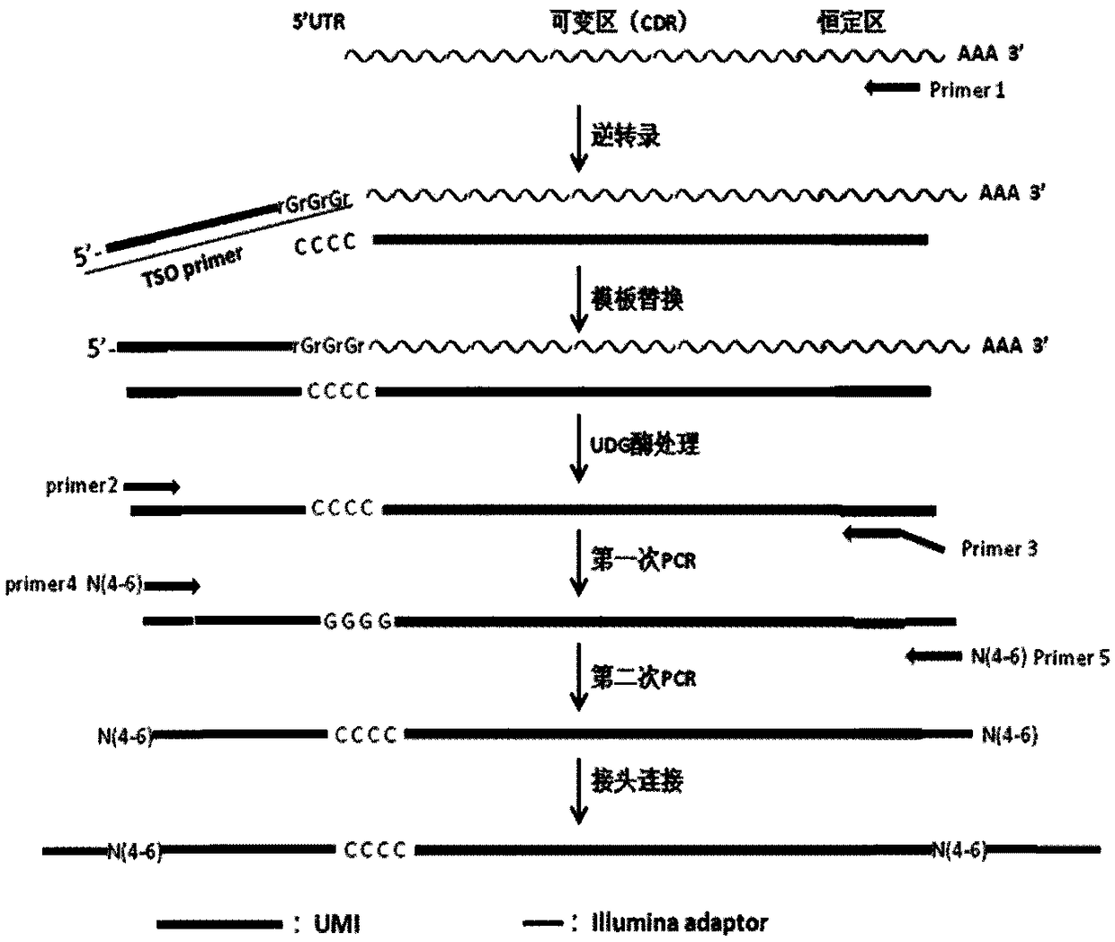 Method for constructing high-throughput sequencing library of immune repertoire