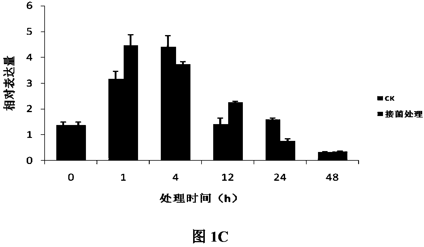 Cotton cytochrome P450 gene and application