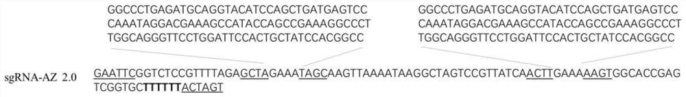 A vector expressing aptamer ribozyme-modified sgRNA regulated by theophylline and its application