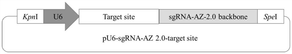 A vector expressing aptamer ribozyme-modified sgRNA regulated by theophylline and its application