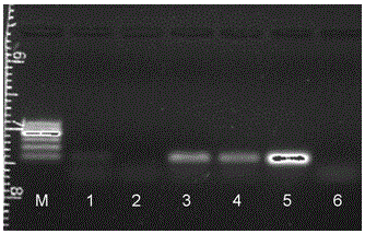 Two-step detection method of PCR (Polymerase Chain Reaction) of emulsion