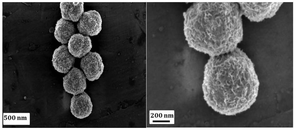 Preparation method of WS2/FeS nanosphere hybrid catalyst and application thereof