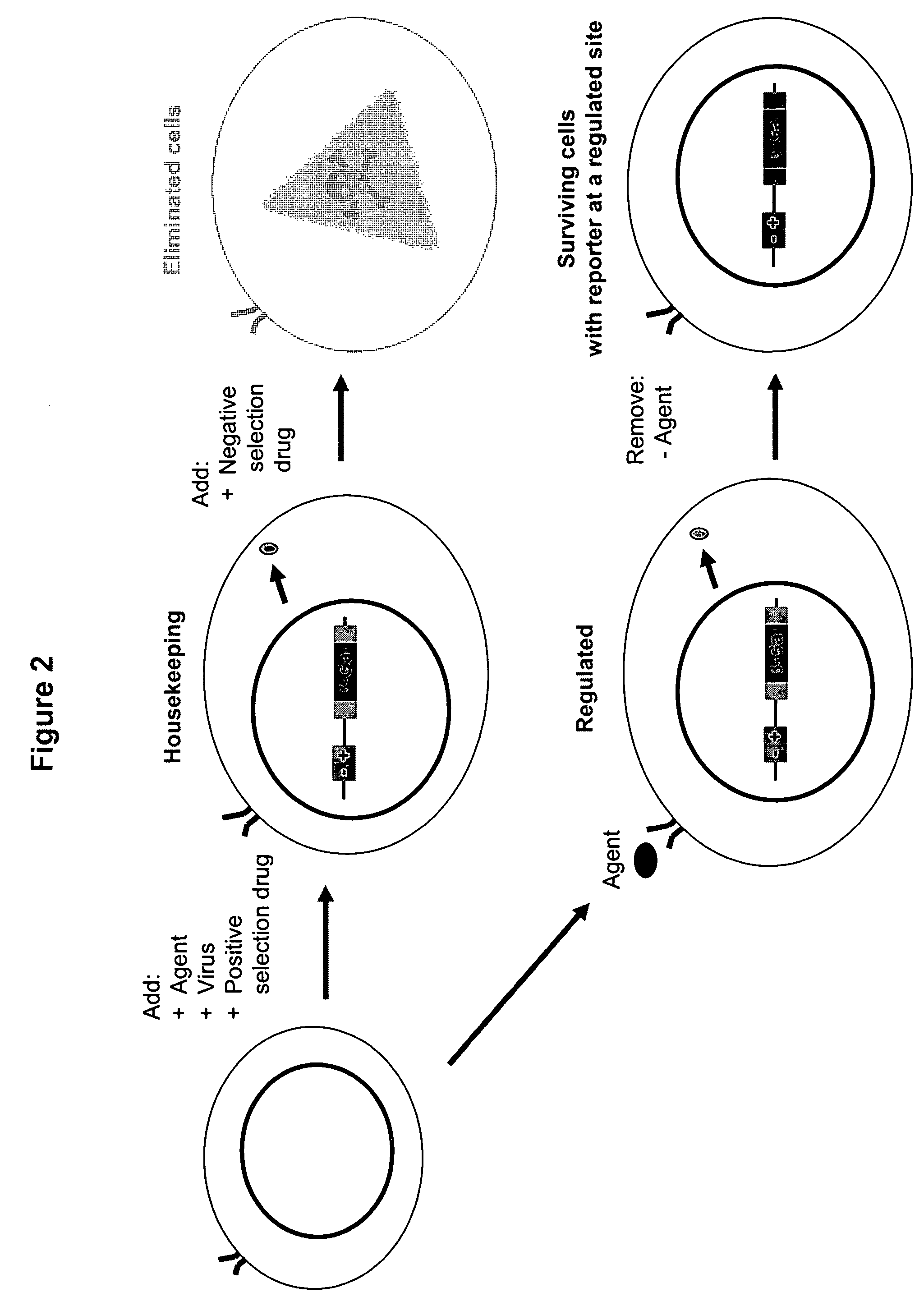 Use of Na*/K*-ATPase inhibitors and antagonists thereof