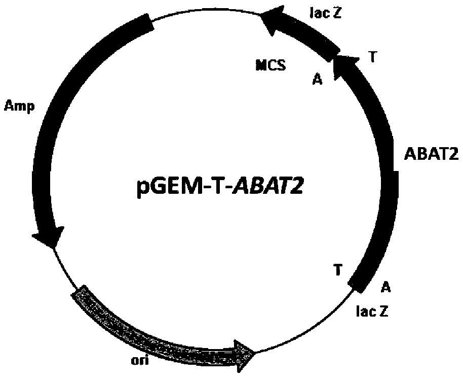 Aminopherase mutant and application thereof in production of L-glufosinate-ammonium