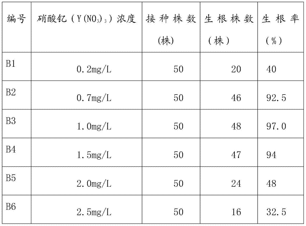 Millettia specisoa tissue culture rooting method