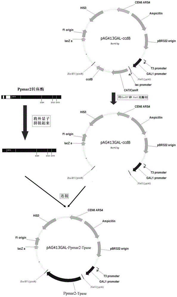 Artificially modified high-activity Mariner-Like transposase