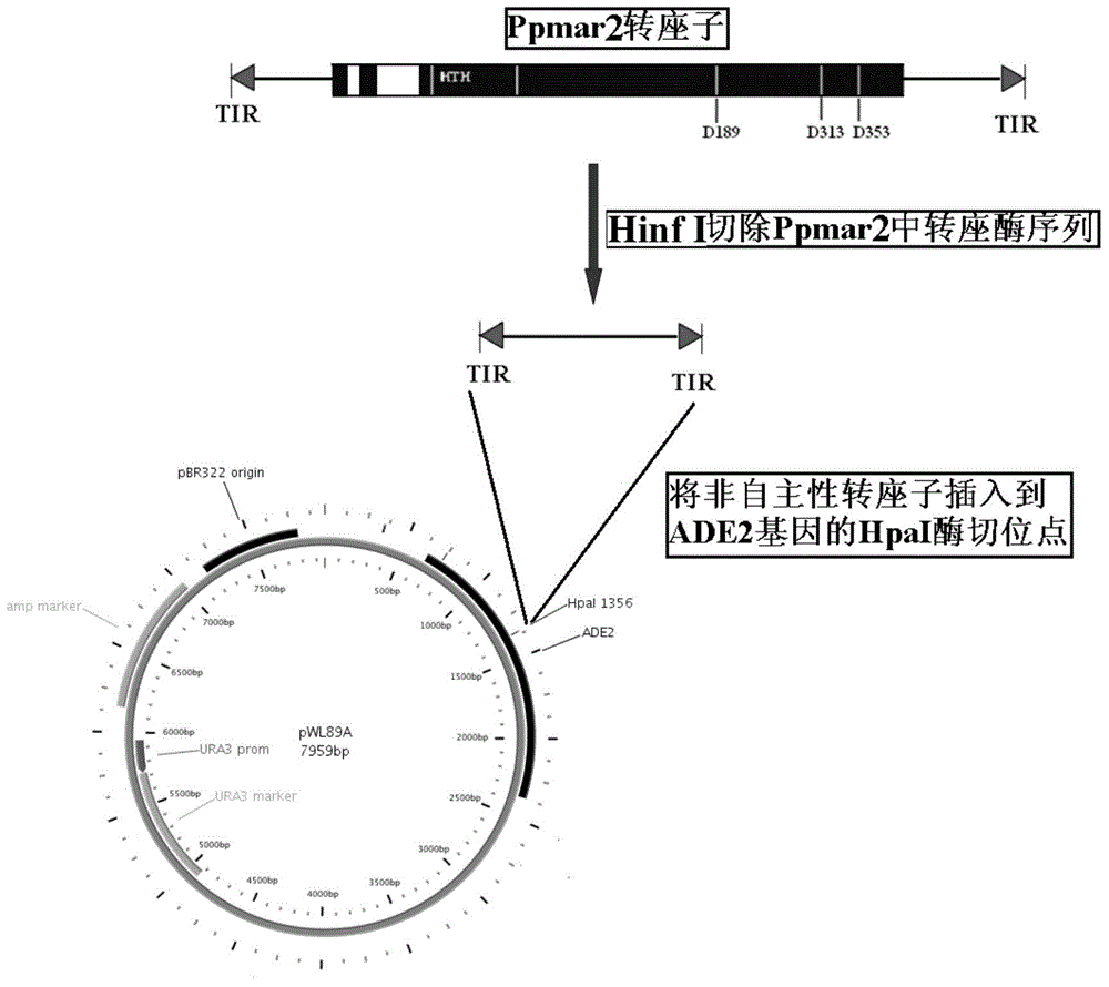 Artificially modified high-activity Mariner-Like transposase