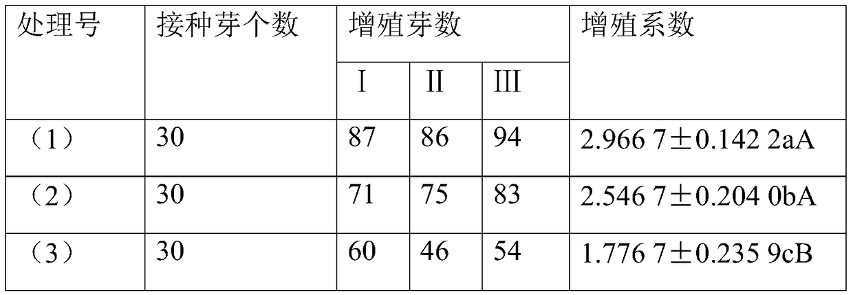 Improve the method of tissue culture multiplication and strong seedling of bamboo root ginger