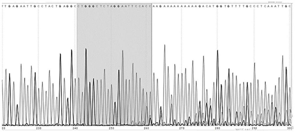 Nucleic acid molecule targeting CYP4V2 gene mutation site and application thereof