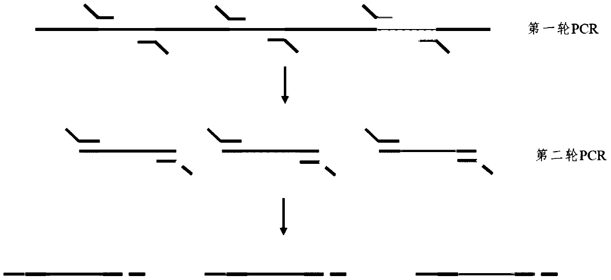 Primer for amplicon sequencing and two-step PCR database building method