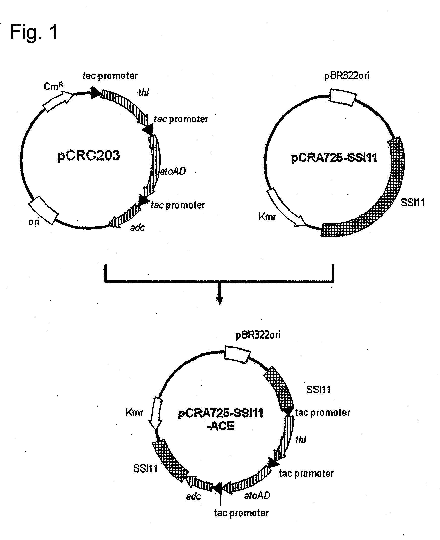 Transformant of coryneform bacteria capable of producing isopropanol