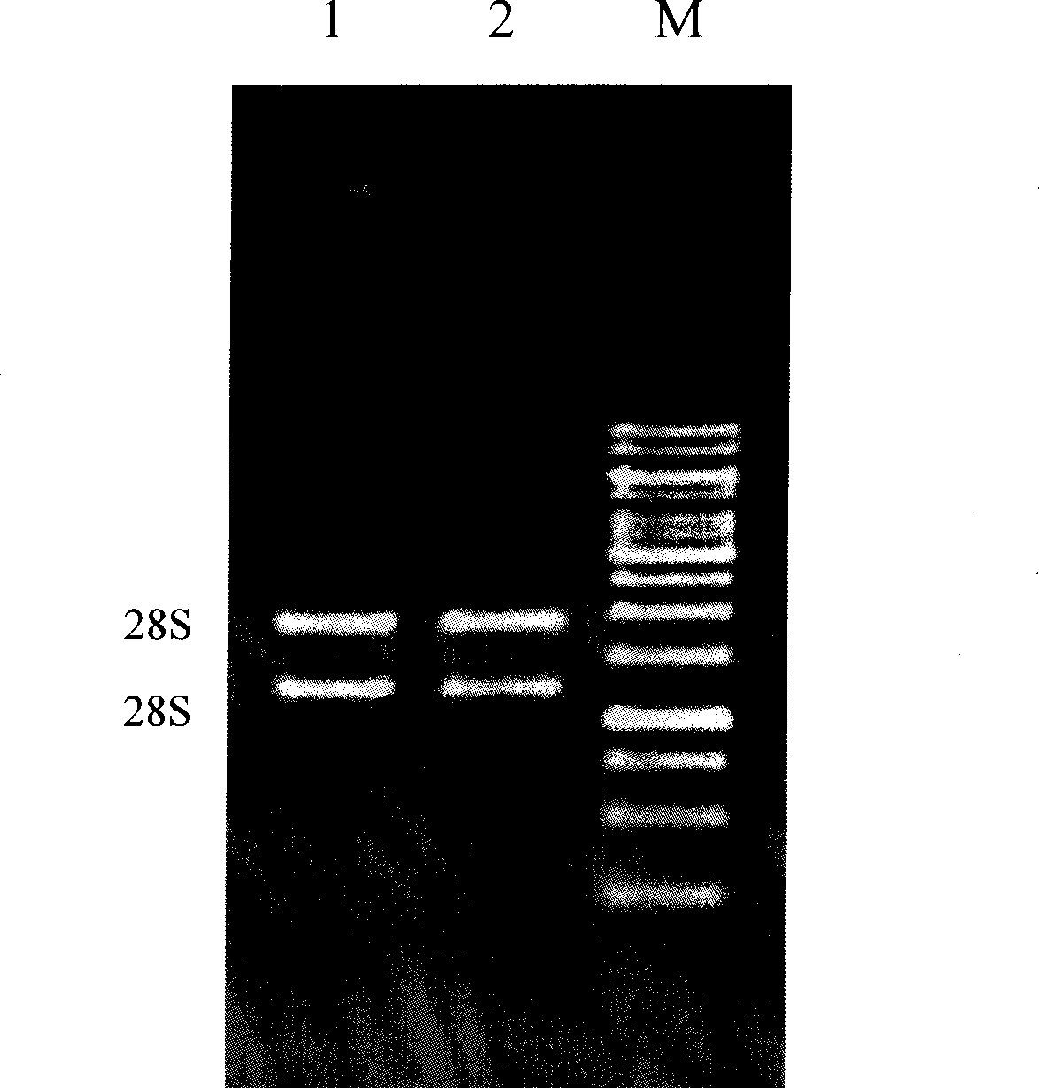 RNA extraction method by using silicon film pole to adsorb RNA