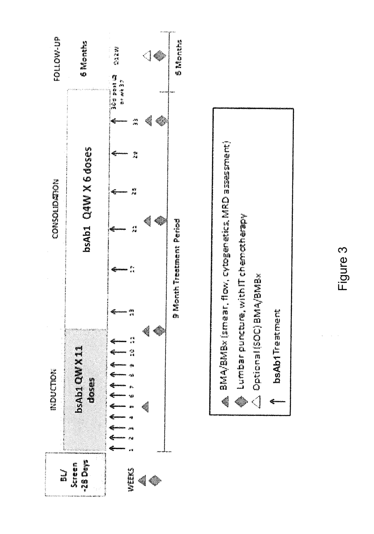 Bispecific Anti-CD20/Anti-CD3 Antibodies to Treat Acute Lymphoblastic Leukemia