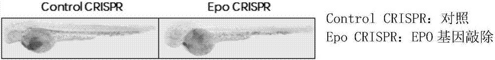 Method, primer and plasmid for constructing EPO gene knockout zebrafish animal model and preparation method of primer and plasmid