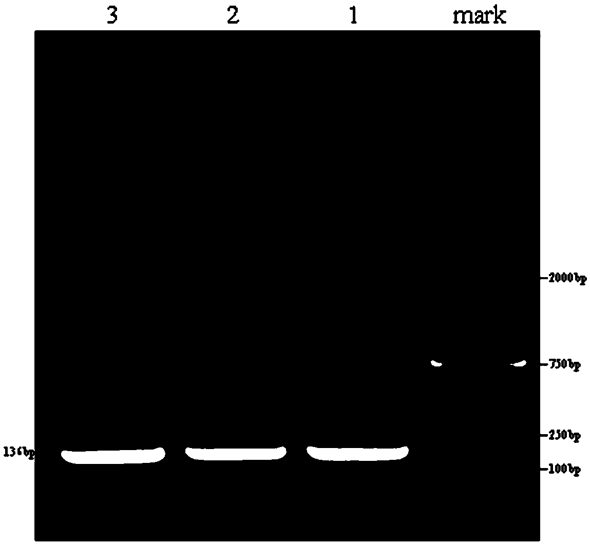 Primer for quantitatively determining Twist-1 gene expression quantity in mesenchymal stem cells, standard product and detection method