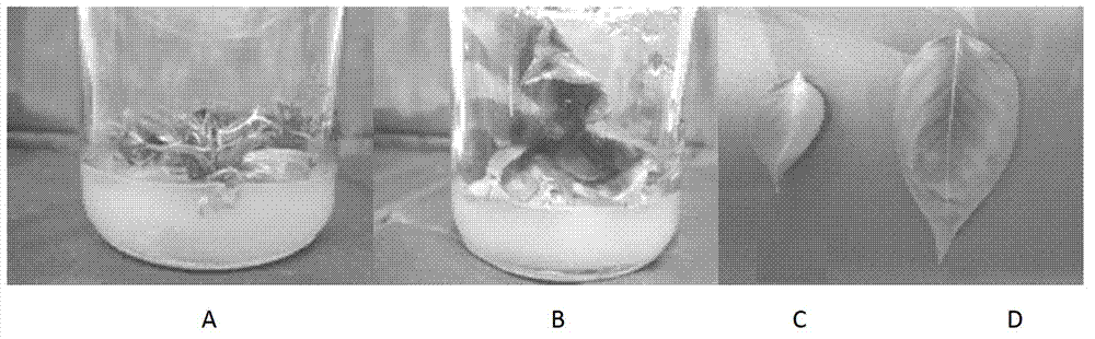 Pyrus pyrifolia polyploid induction method