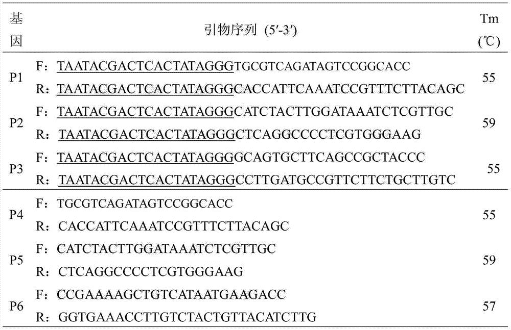 dsRNA (double-strand ribonucleic acid) and application of combination thereof to control aphid damage