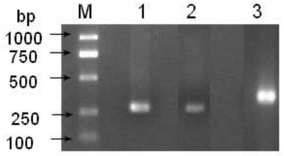 dsRNA (double-strand ribonucleic acid) and application of combination thereof to control aphid damage