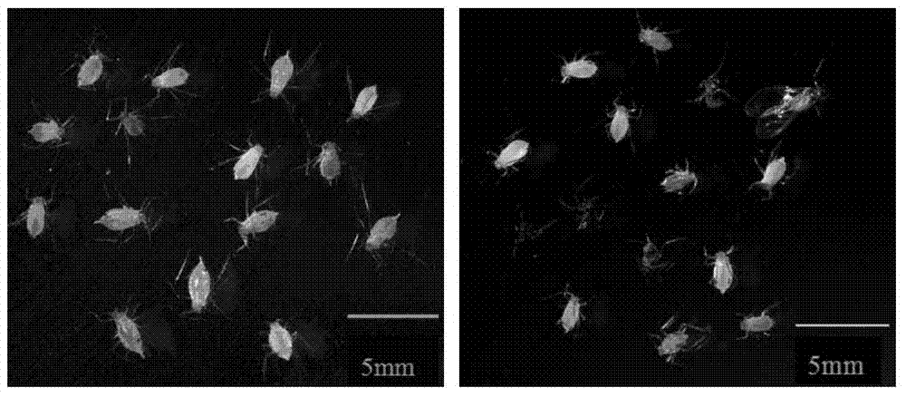 dsRNA (double-strand ribonucleic acid) and application of combination thereof to control aphid damage