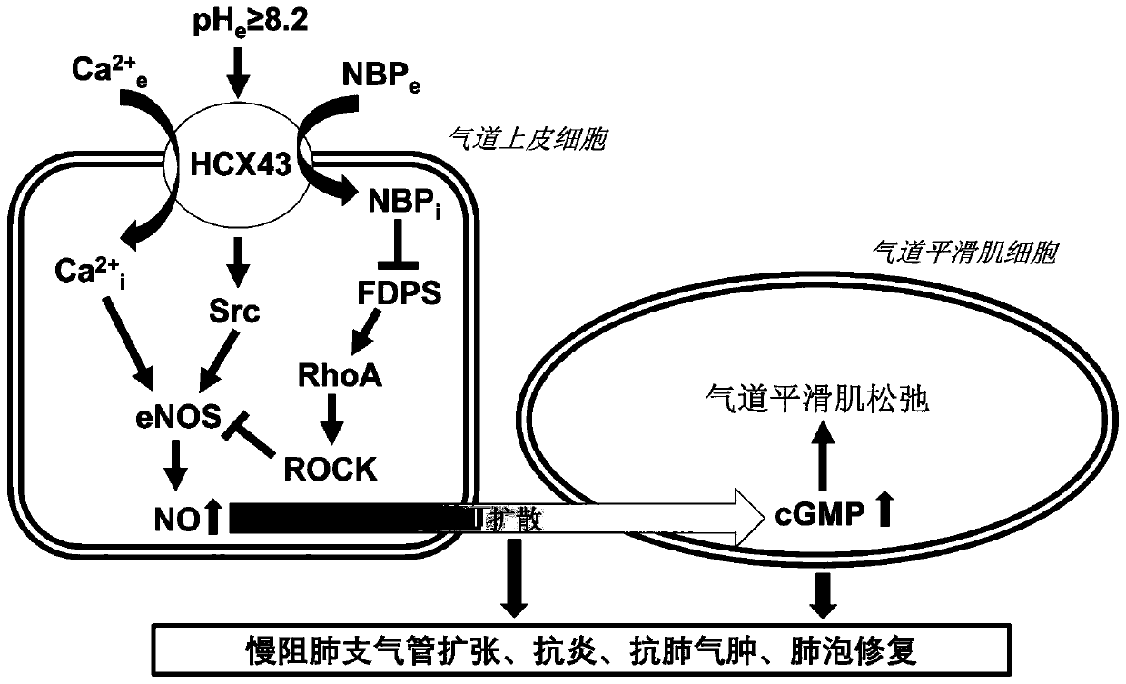 Diphosphonic acid drug for inhalation and preparation method thereof, and application of diphosphonic acid drug in chronic obstructive pulmonary diseases