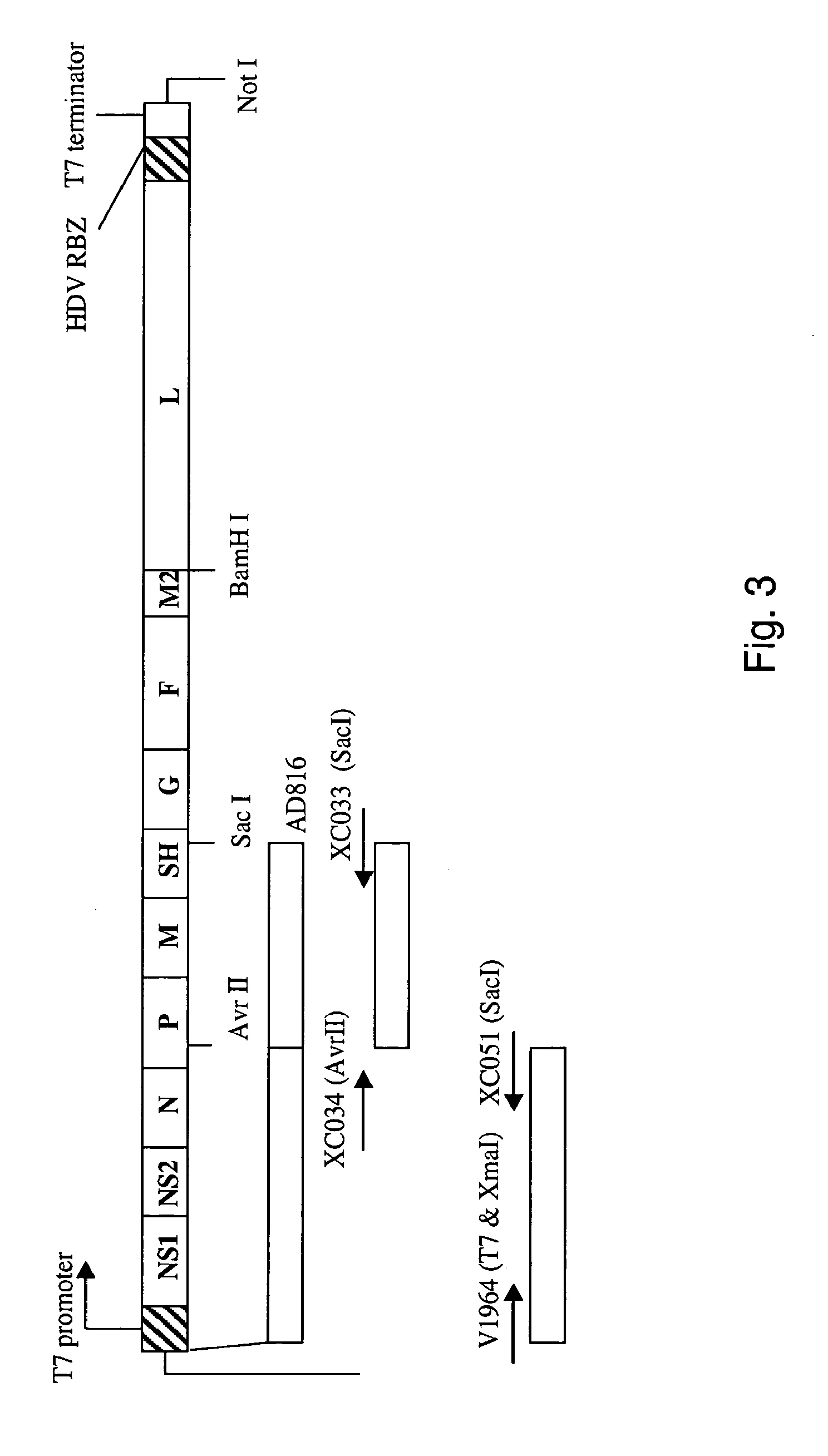 Nucleic Acids Encoding Respiratory Syncytial Virus Subgroup B strain 9320