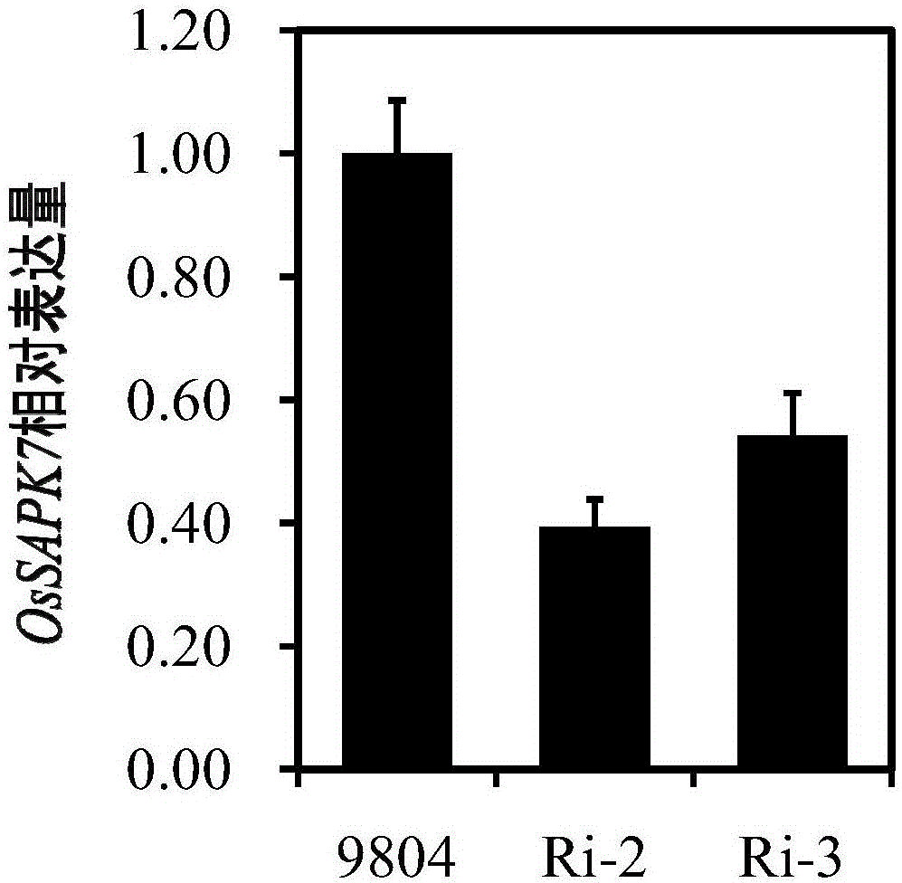 Application of OsSAPK7 protein and coding genes thereof in improving resistance to bacterial blight of rice